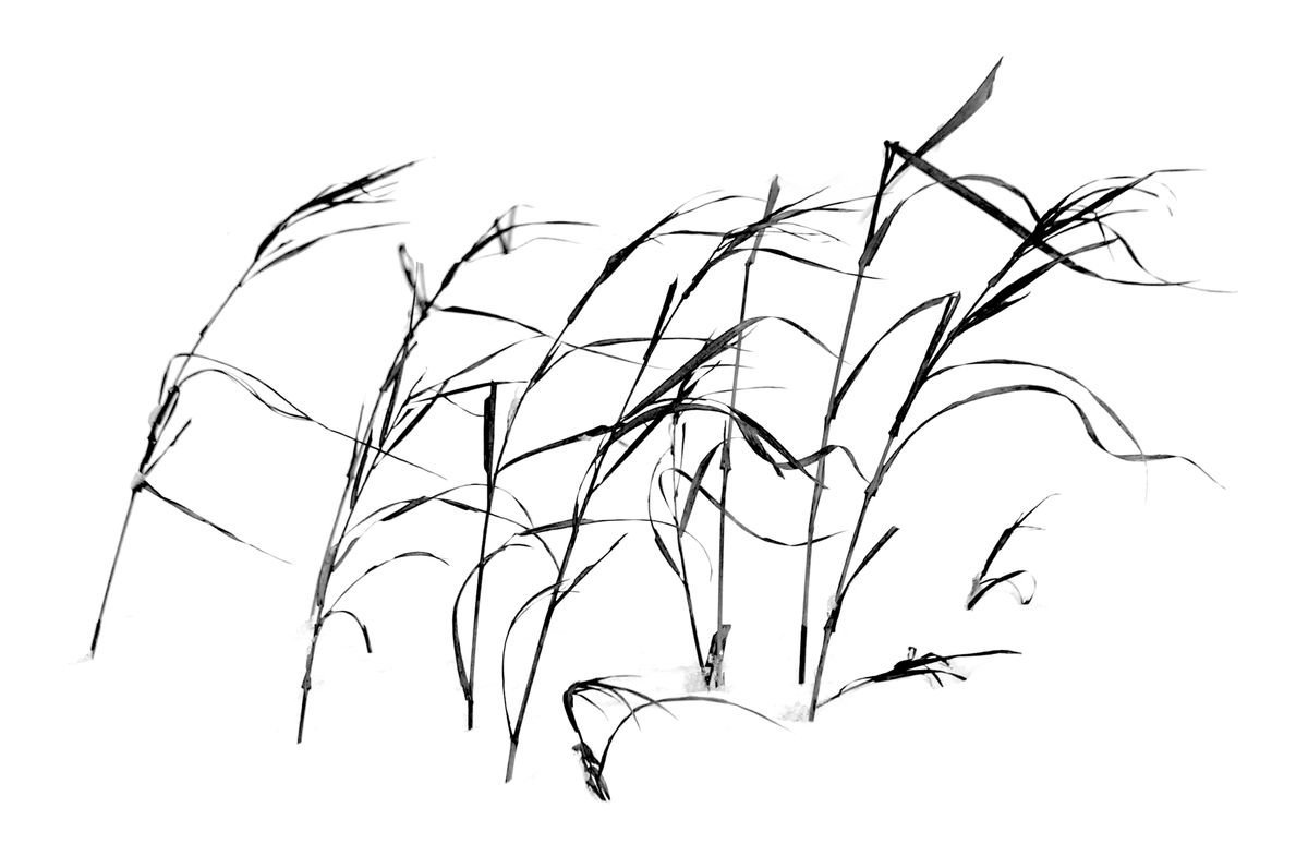 Трава рисунок