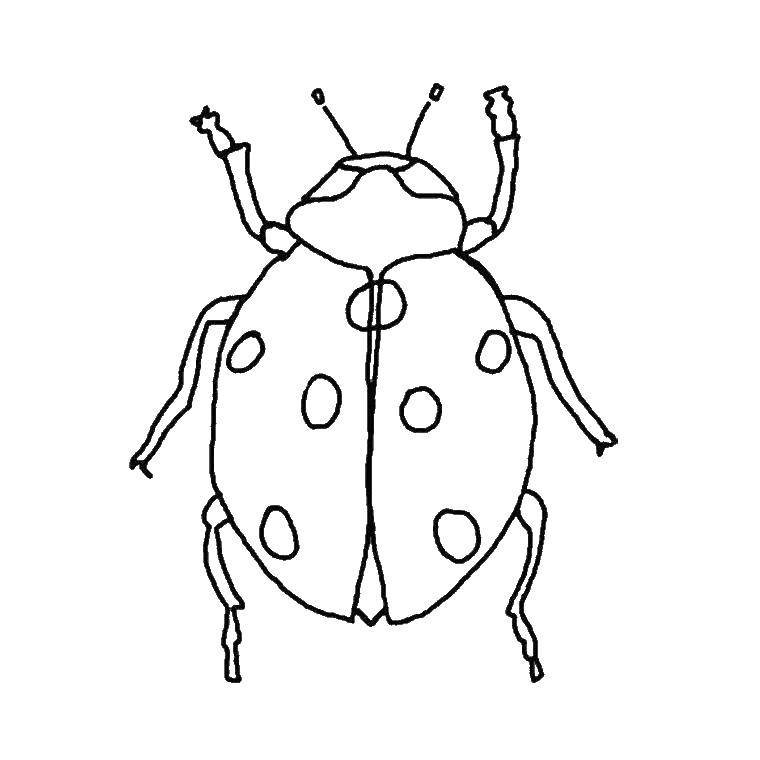 Раскраска насекомые для детей 6 лет