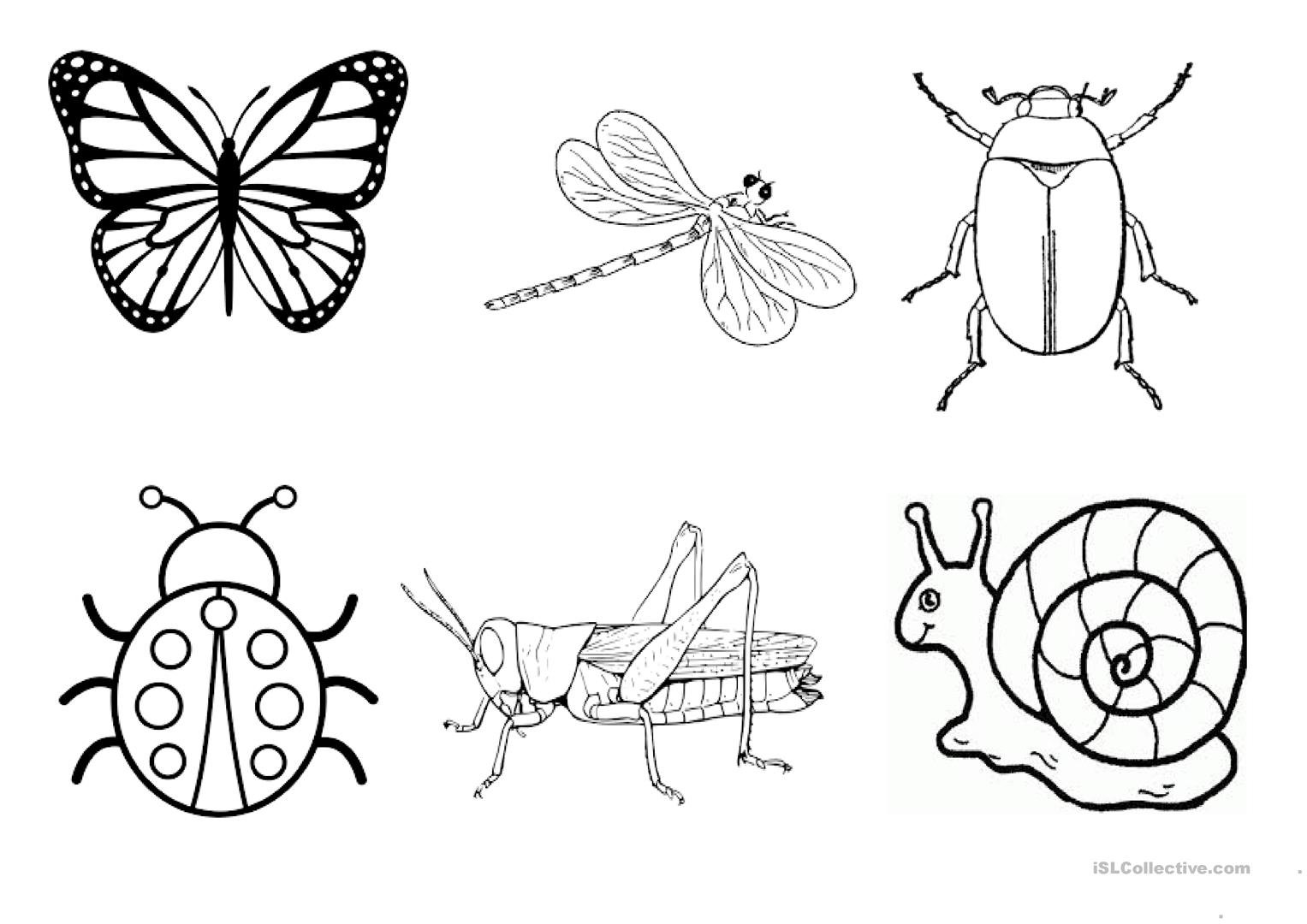 Раскраски насекомые для дошкольников