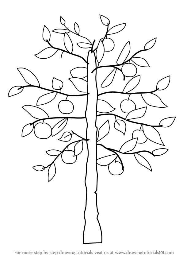 Дерево Сакура карандашом