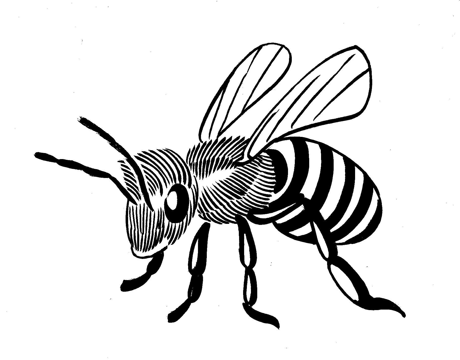 Пчела черно белая