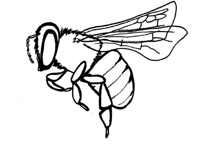 Схематичный рисунок пчелы