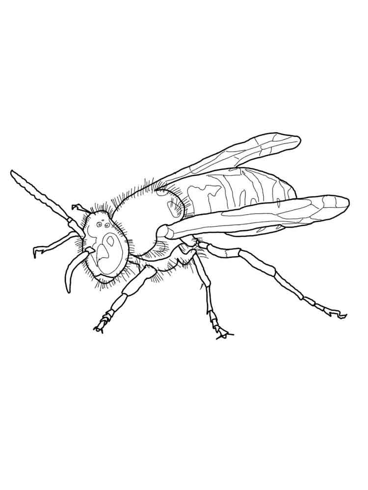 Контурные изображения насекомых