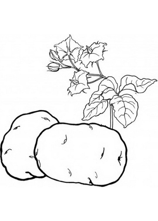 Нарисовать картофель