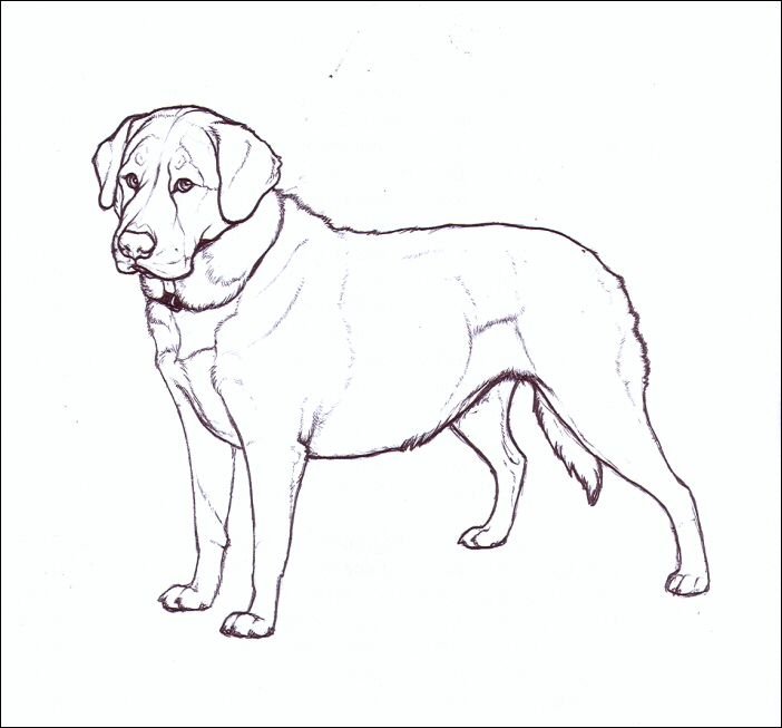 Нарисовать собаку собаку лабрадор