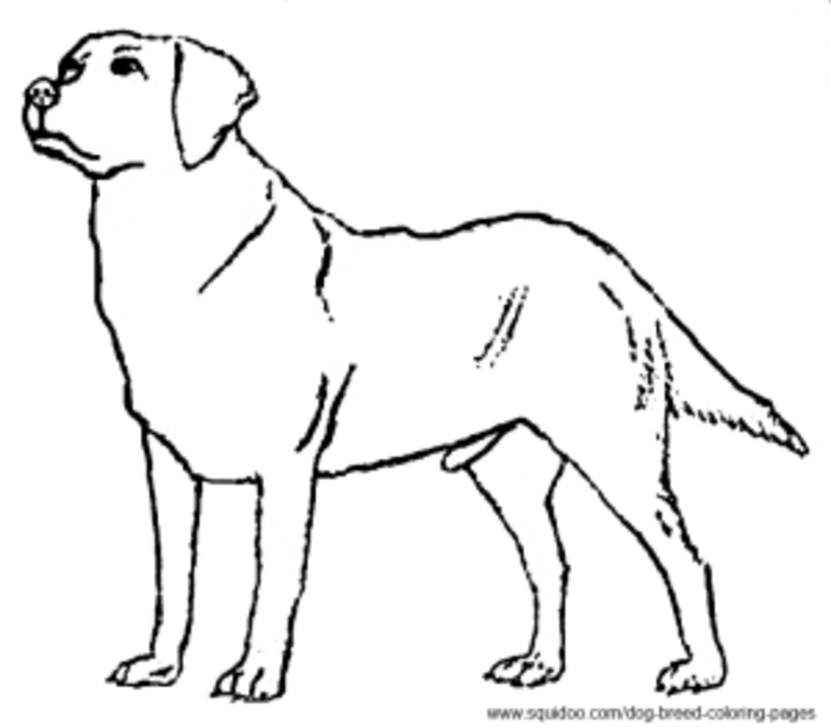 Раскраска собака лабрадор