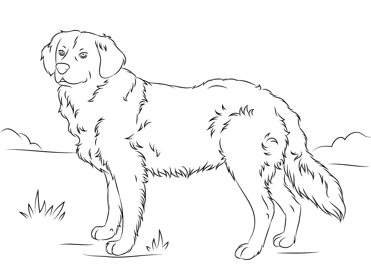 Раскраски про собак золотистый ретривер