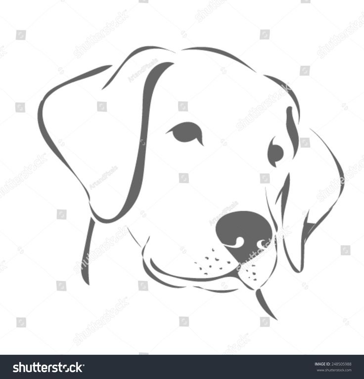 Раскраска щенки лабрадор ретривер