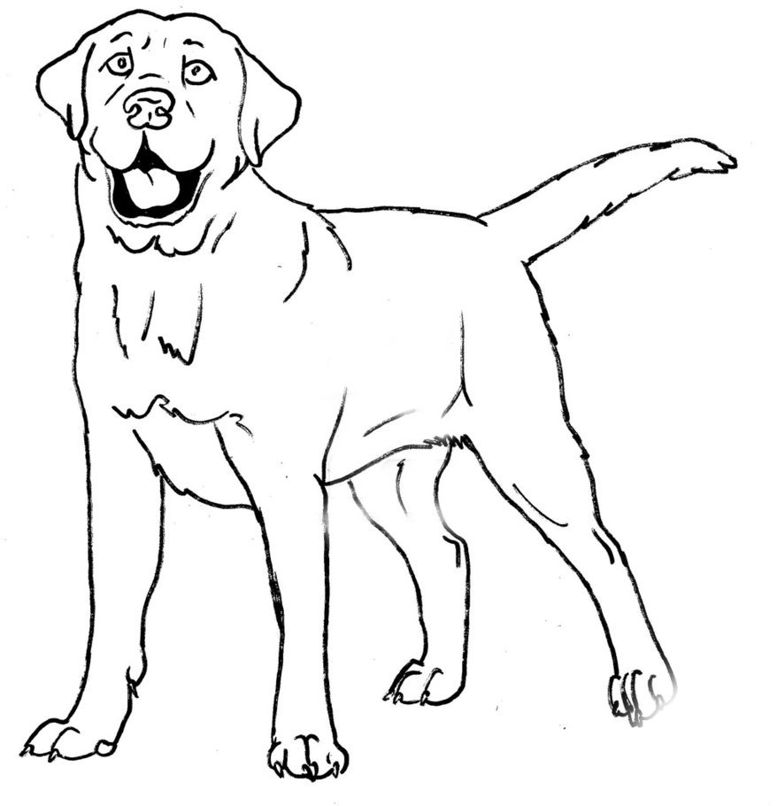 Лабрадор щенок раскраска