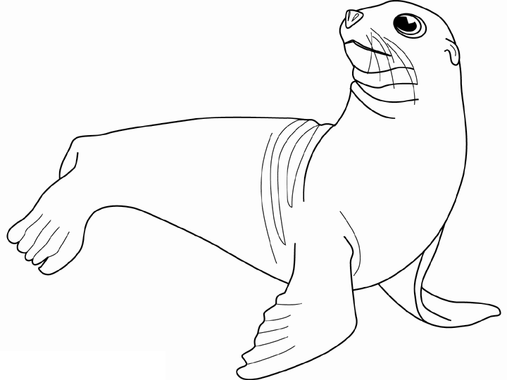Морской котик рисунок