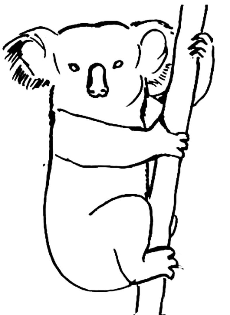 Рисунок коалы для раскрашивания