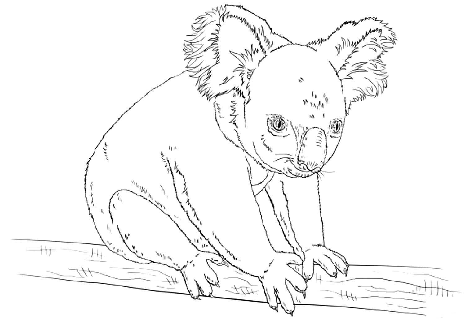 Распечатка раскраска коала