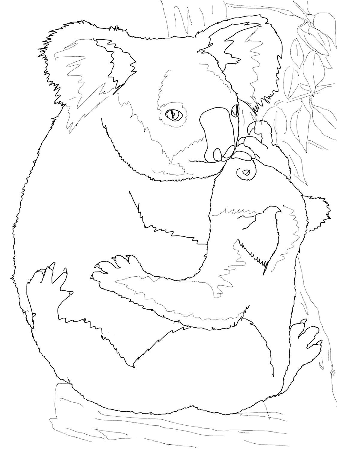 Раскраски животных коала