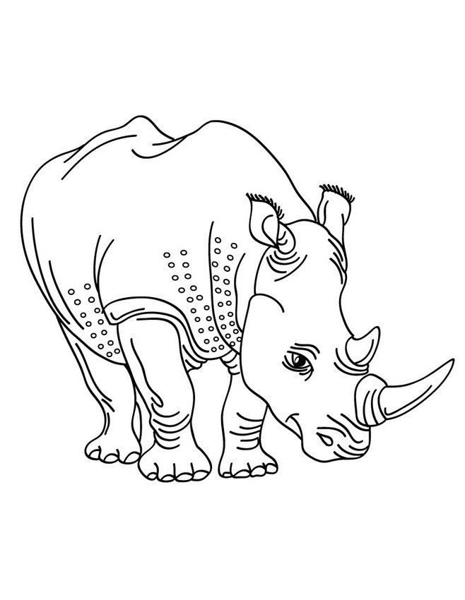 Белый носорог раскраска