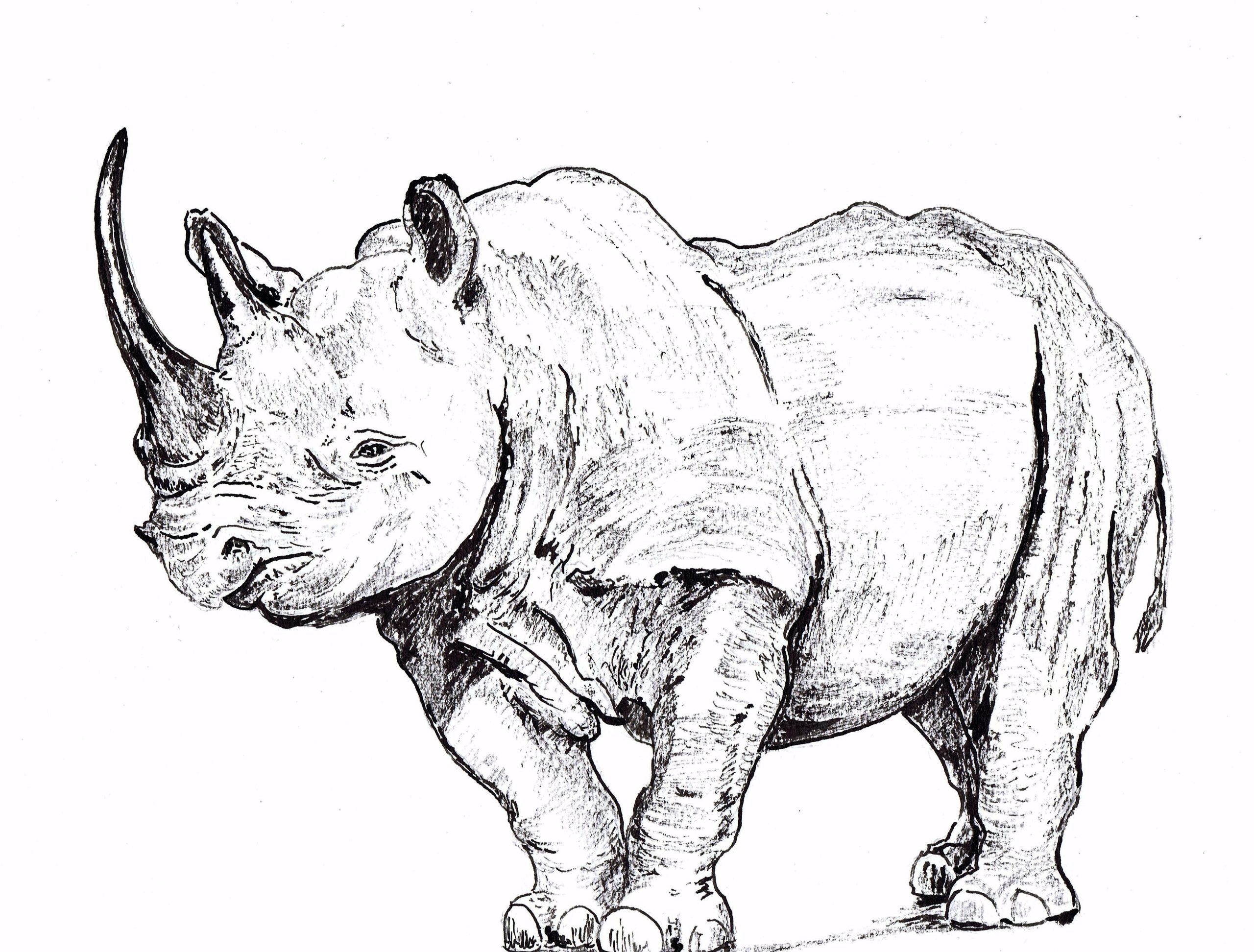 Носорог рисунок красками