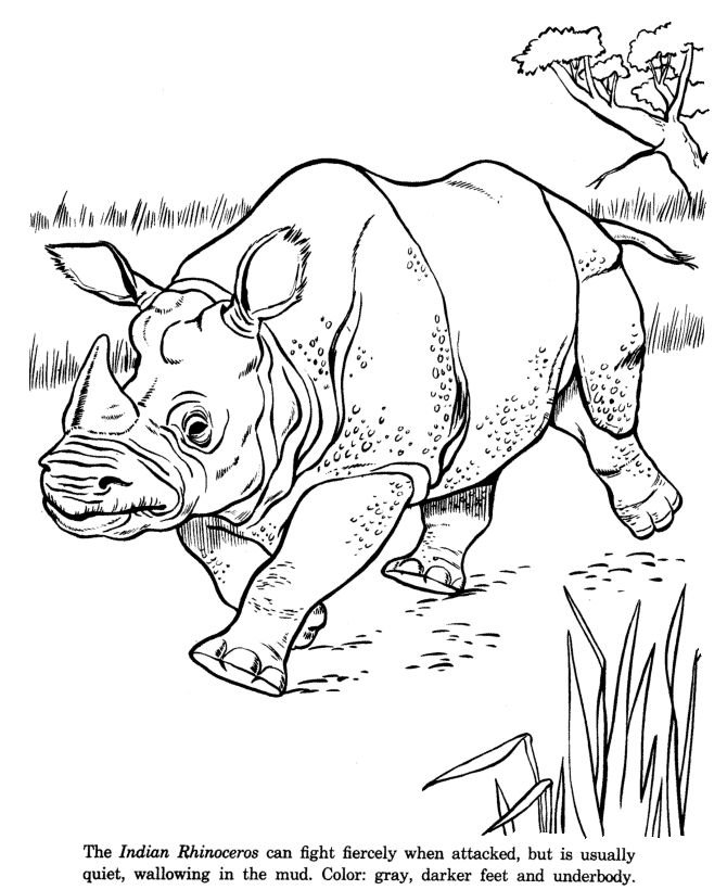 Раскраска животные зоопарка носорог