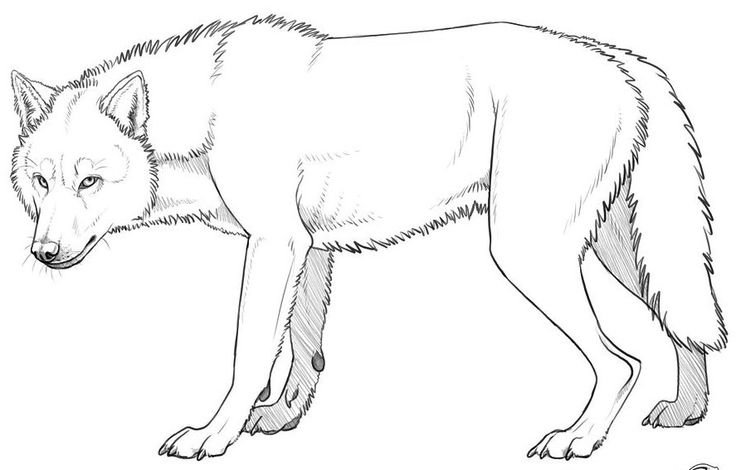 Очертание волка