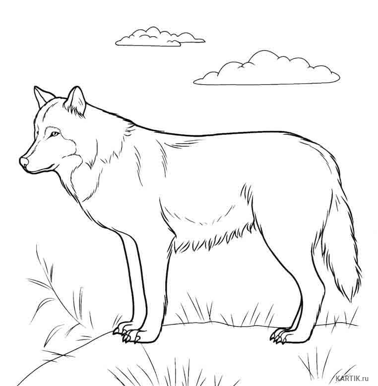 Волк рисунок контур