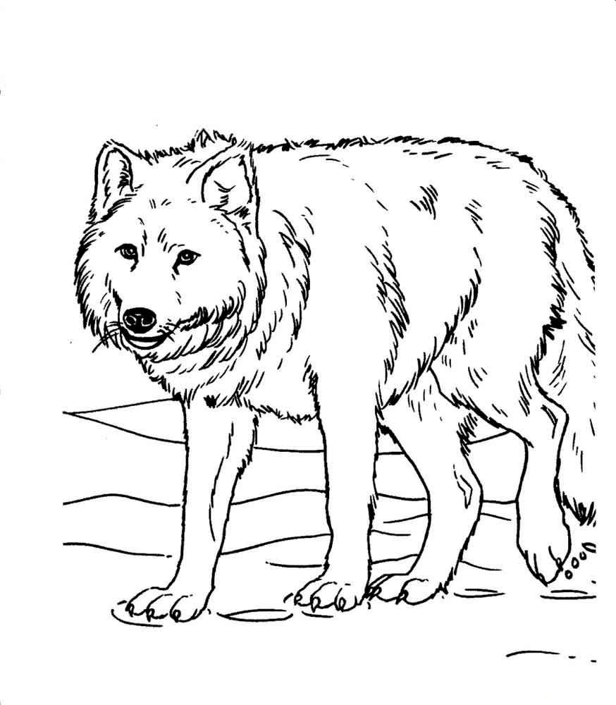 Волк для срисовки морда