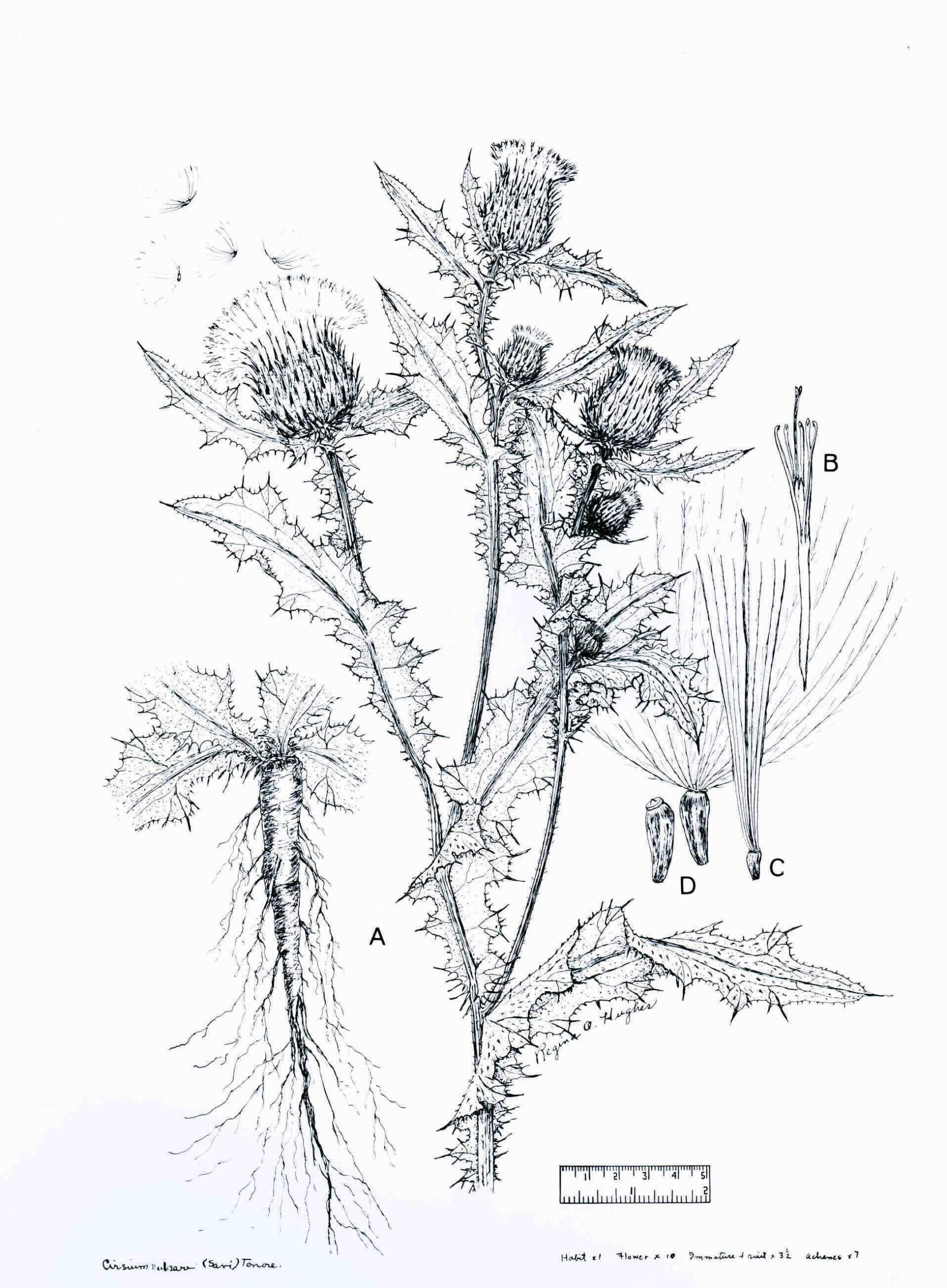 Чертополох Ботаническая иллюстрация