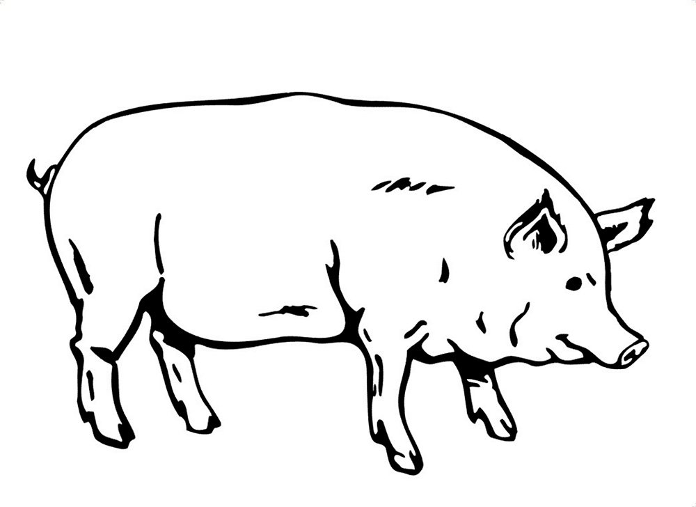 Свинья раскраска