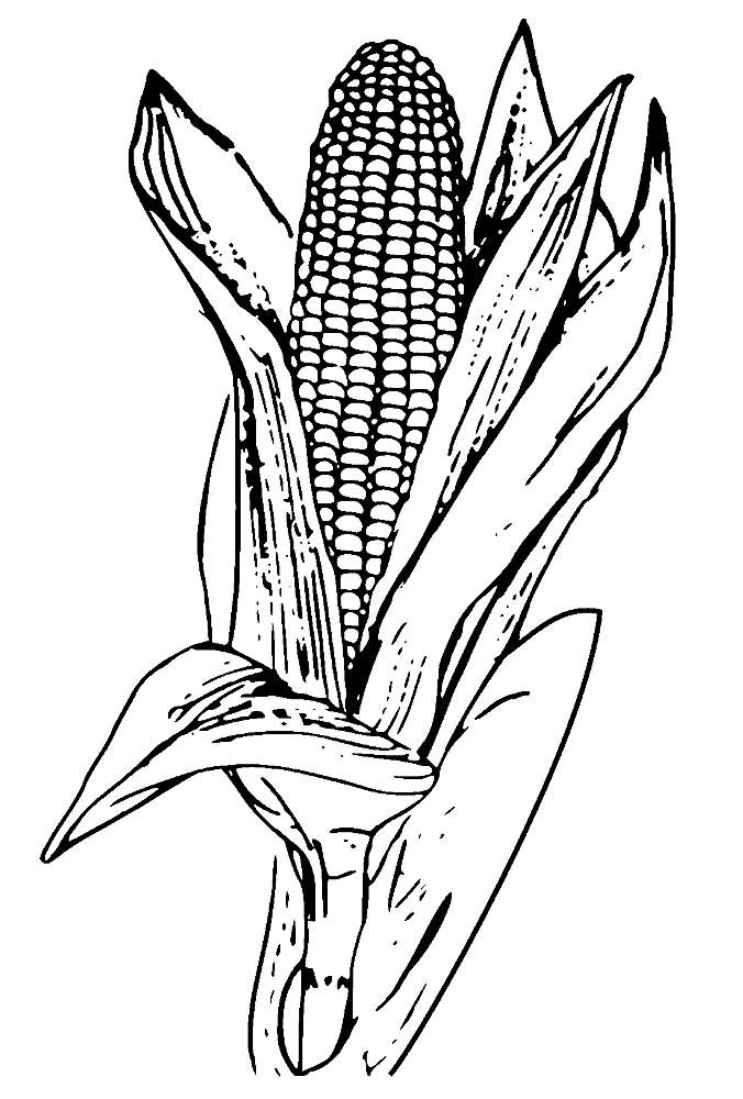 Кукуруза рисунок чб
