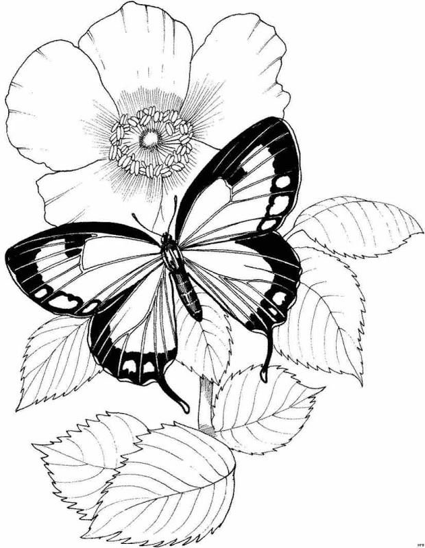 Раскраска бабочка с цветами