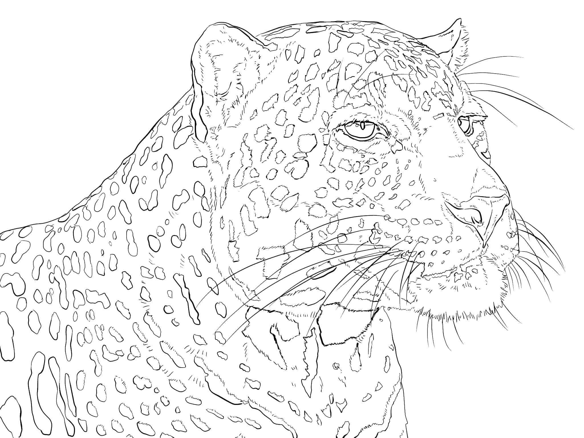 Раскраска антистресс леопард