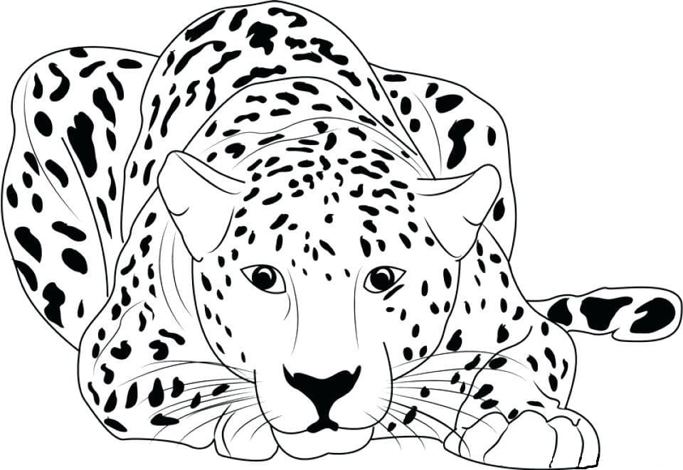 Леопардовая раскраска