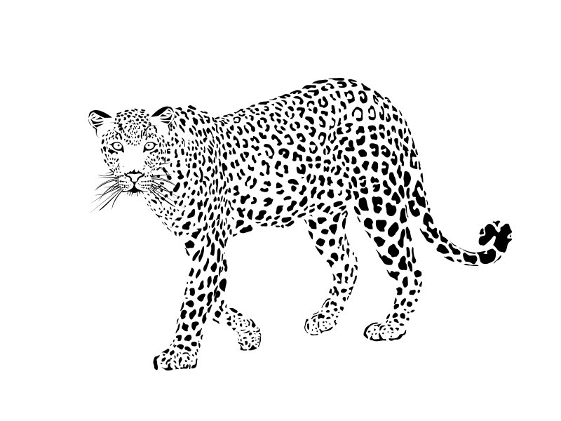 Леопард черно белый для детей