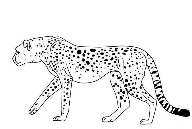 Контур леопарда для рисования