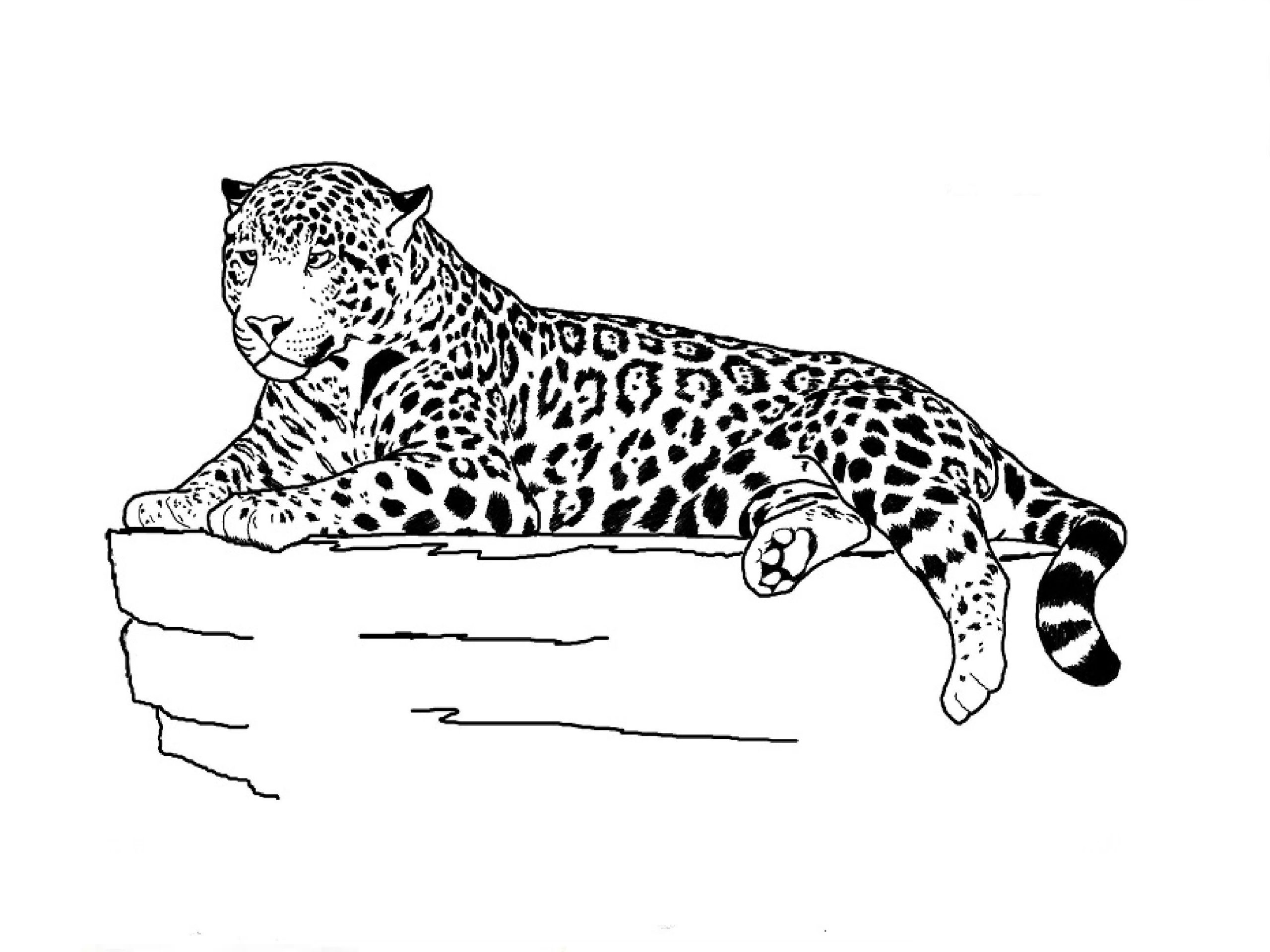Леопард карандашом