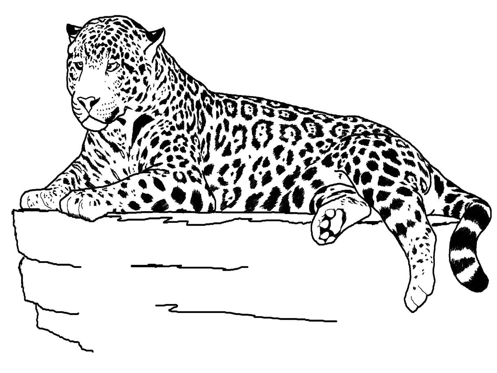 Переднеазиатский леопард рисунок