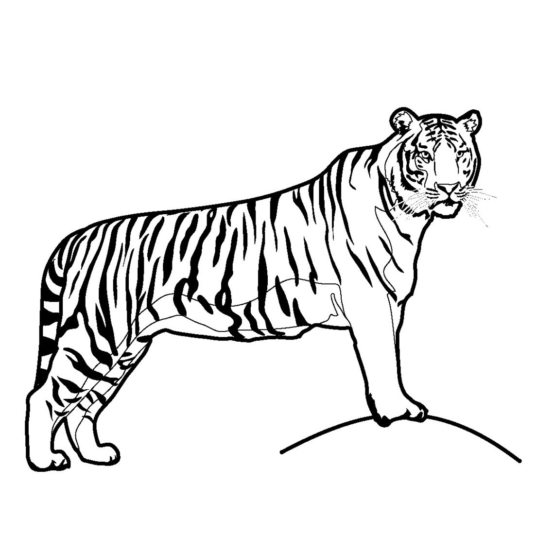 Амурский (Уссурийский) тигр черно белый