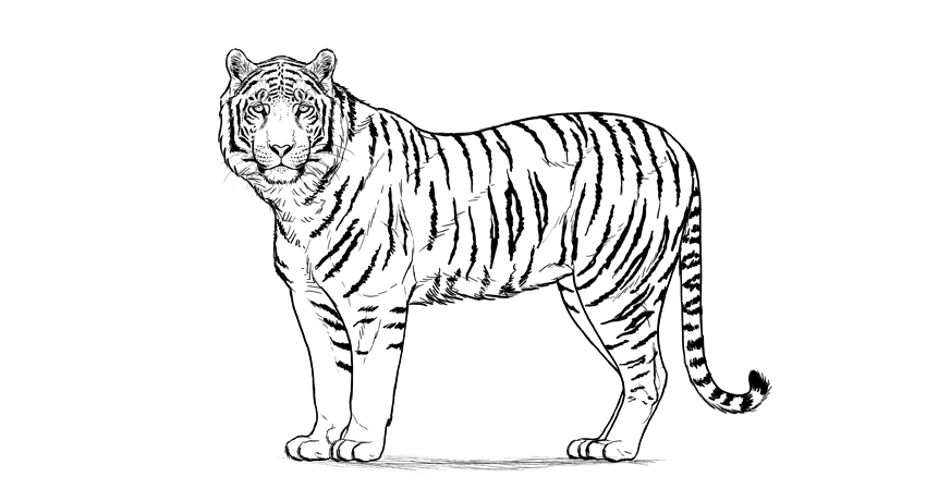 Амурский тигр для срисовки
