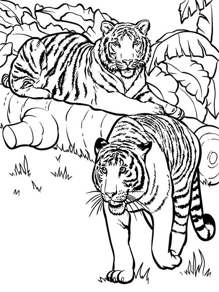 Раскраска животные тигр