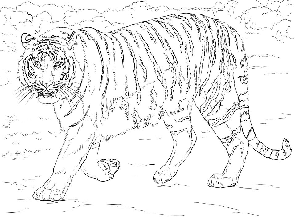 Раскраска животные тигр