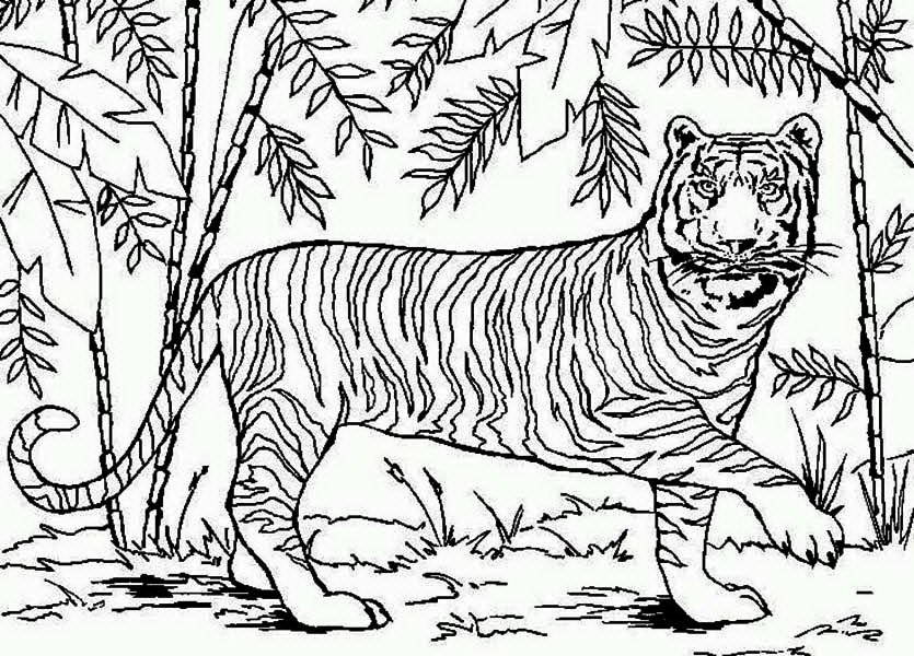 Амурский тигр раскраска