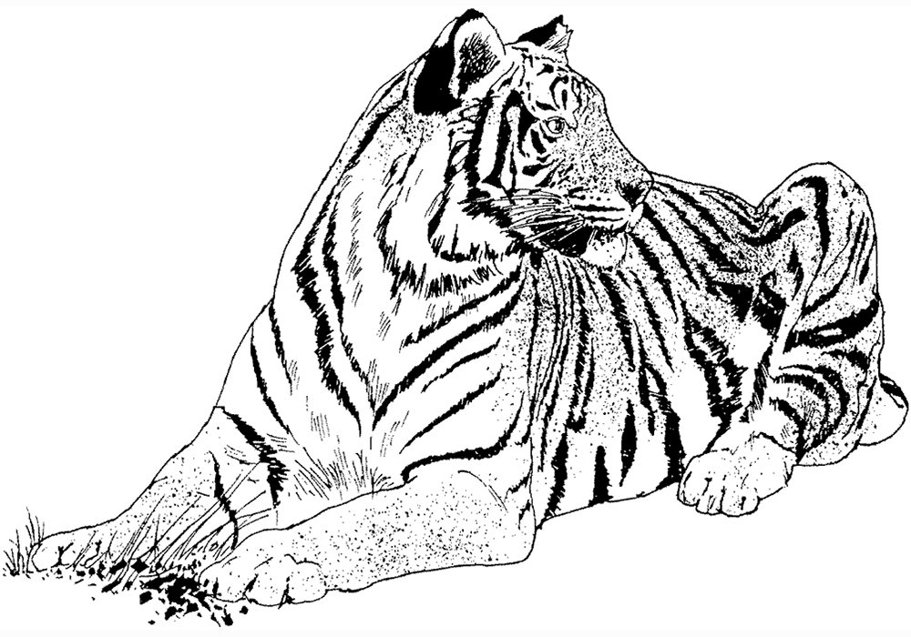 Разукрашки тигр