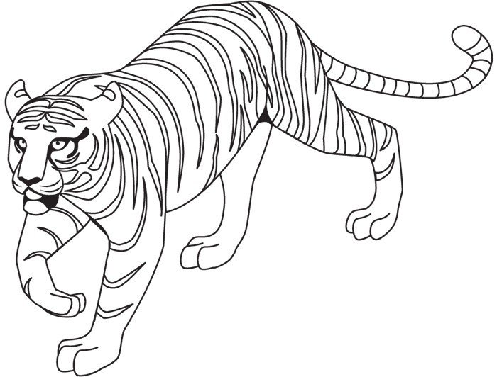 Амурский тигр разукрашка