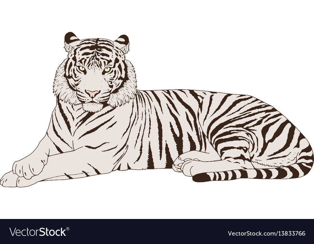 Амурский тигр черно белый рисунок