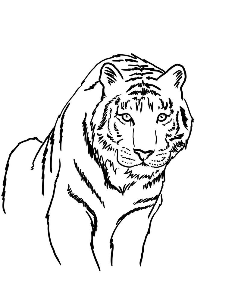 Бенгальский тигр раскраска