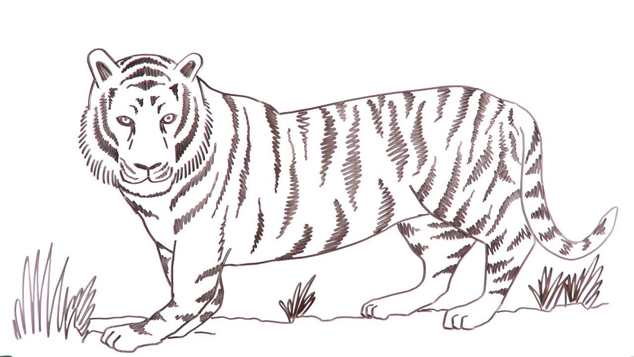 Нарисовать бенгальского тигра