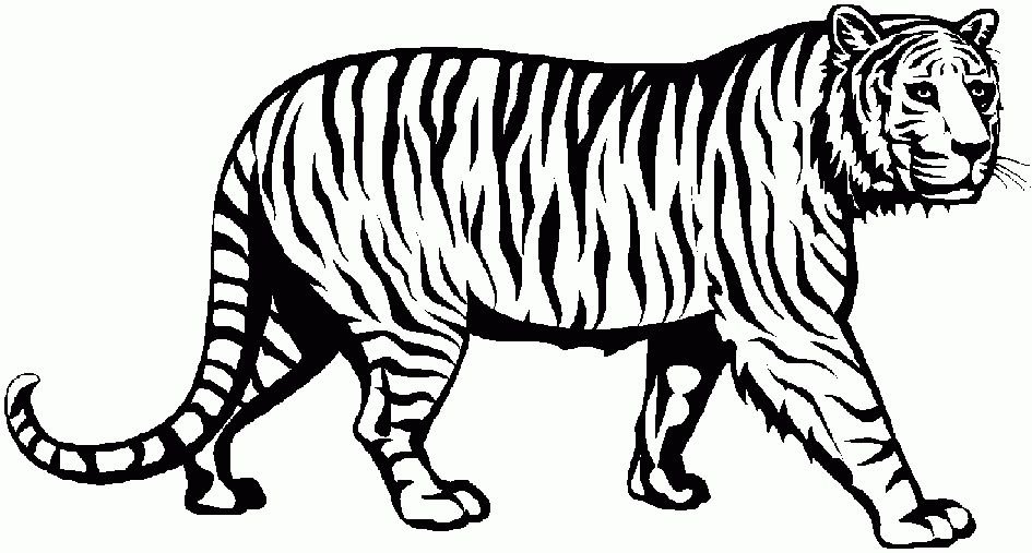 Трафарет Амурского тигра для рисования