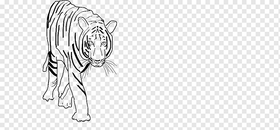 Бенгальский тигр нарисовать