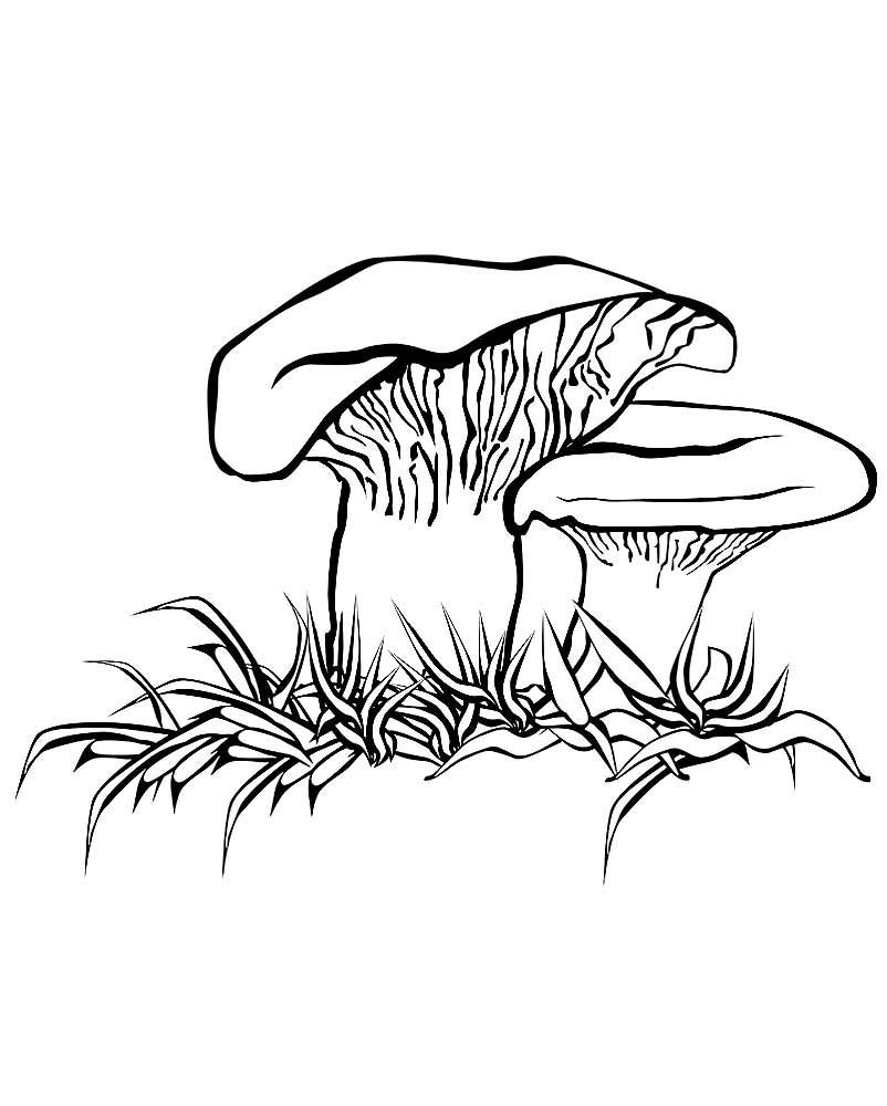 Белый гриб Боровик раскраска