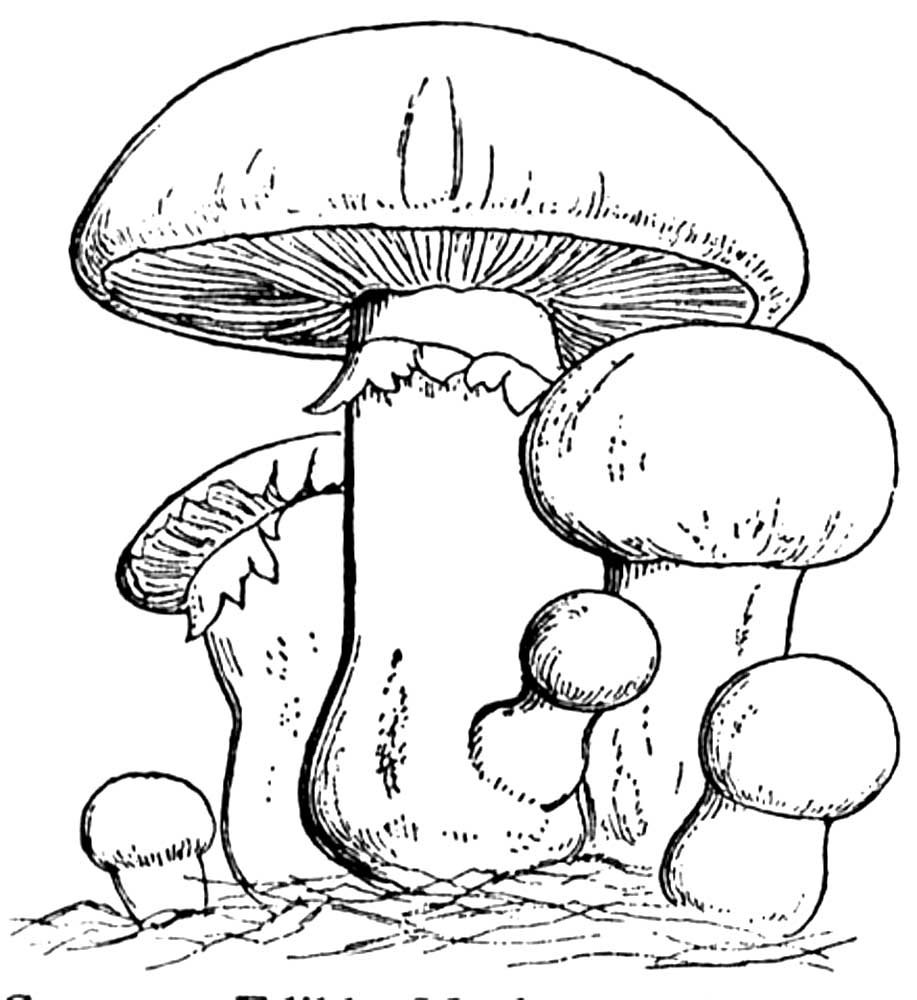Белый гриб раскраска