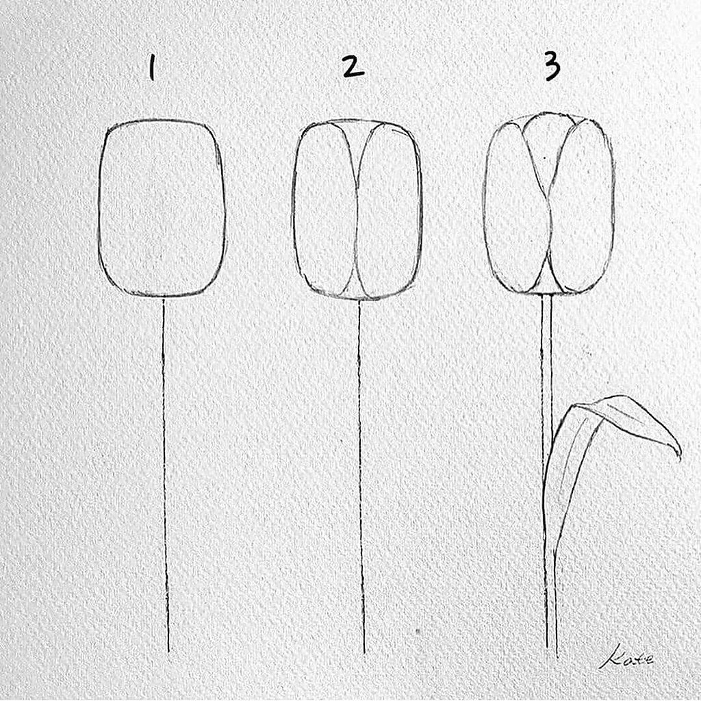 Поэтапное рисование тюльпана