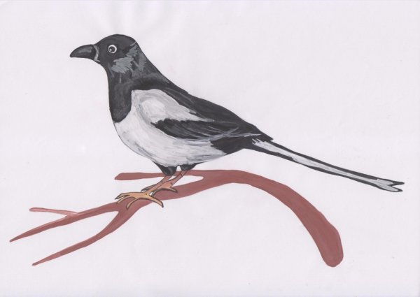 Сорока детский рисунок (67 фото) скачать бесплатно