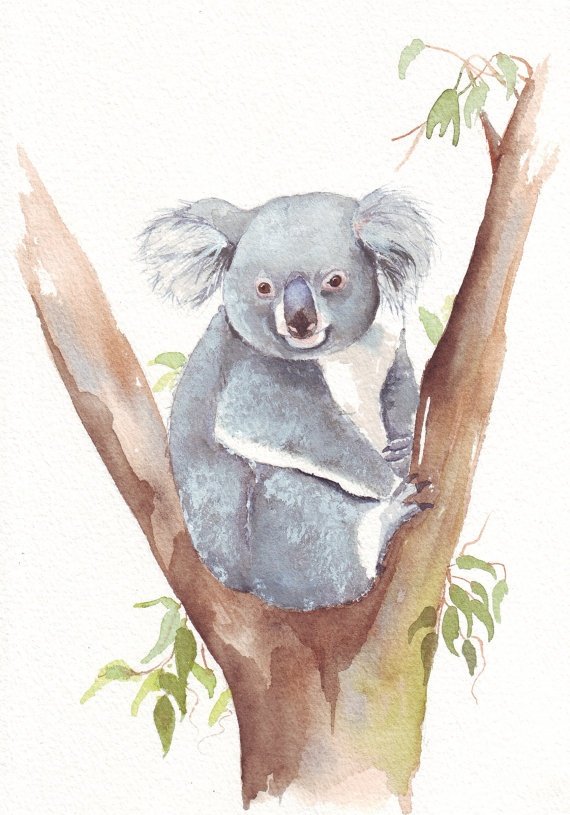 Рисование акварелью коала